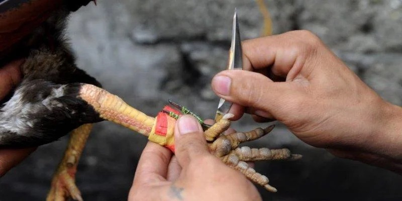 Nên tìm hiểu chiến kê trước khi đặt cược